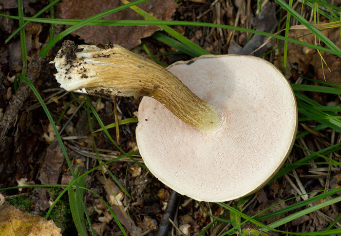 champignon gallique