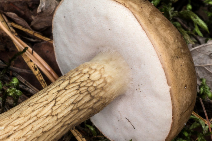 Apparence du champignon