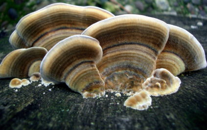 champignon amadou