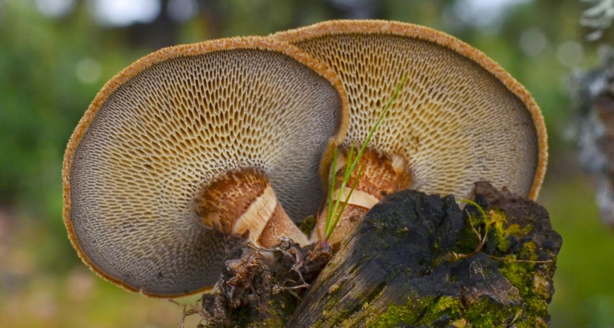 champignon amadou