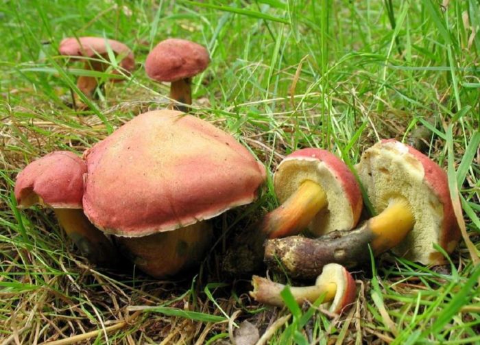 Roter Steinpilz