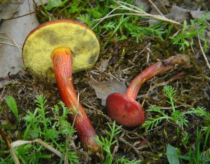 Roter Steinpilz