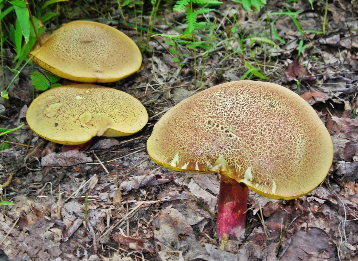 Buntsteinpilz