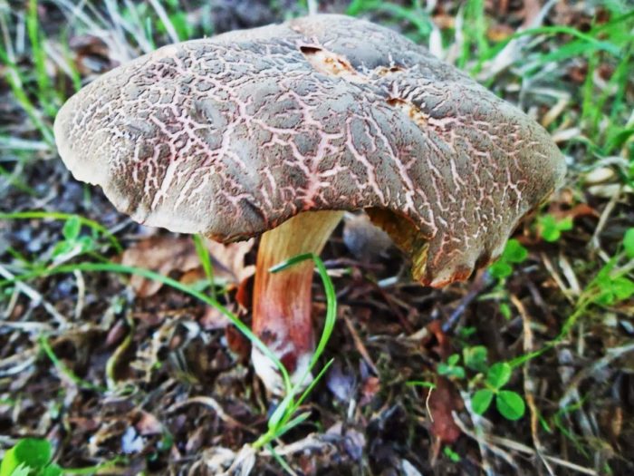 Buntsteinpilz