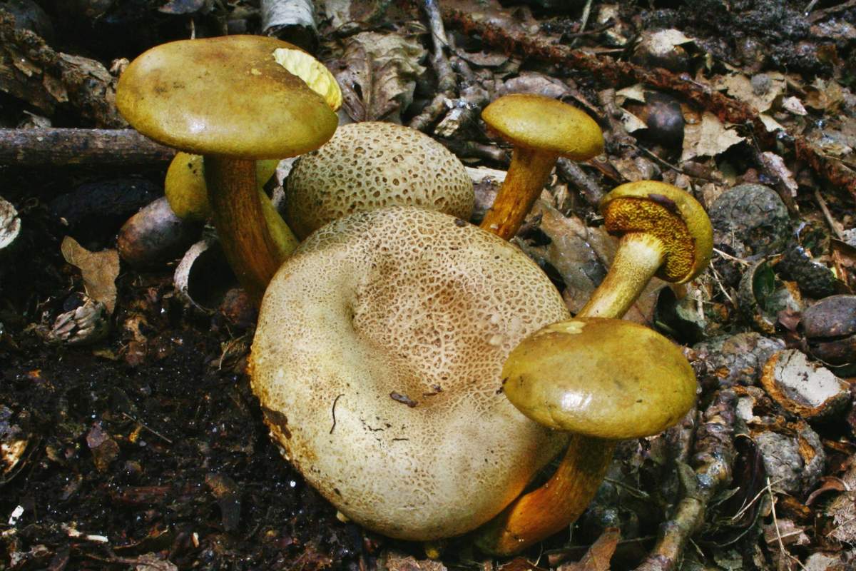 Parasitäres Schwungrad