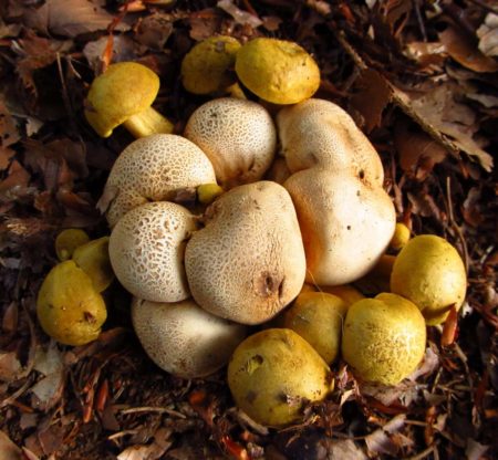 Parasitäres Schwungrad