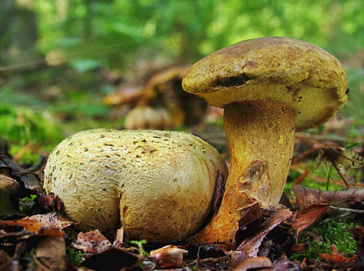 Parasitäres Schwungrad