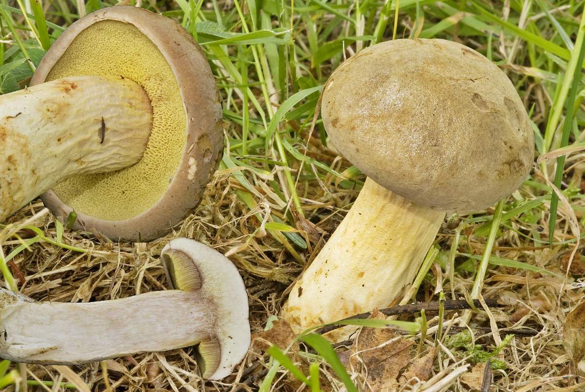 Porcini