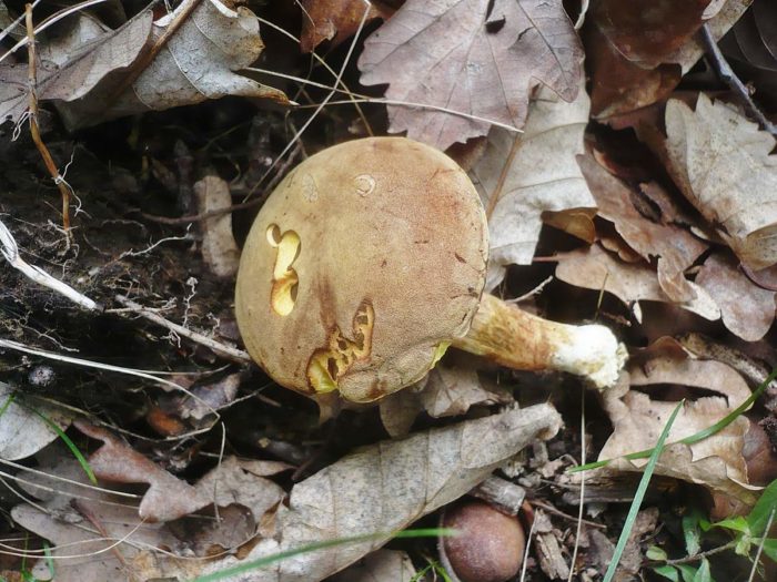 Grüner Steinpilz