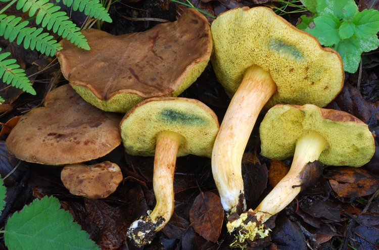 Grüner Steinpilz