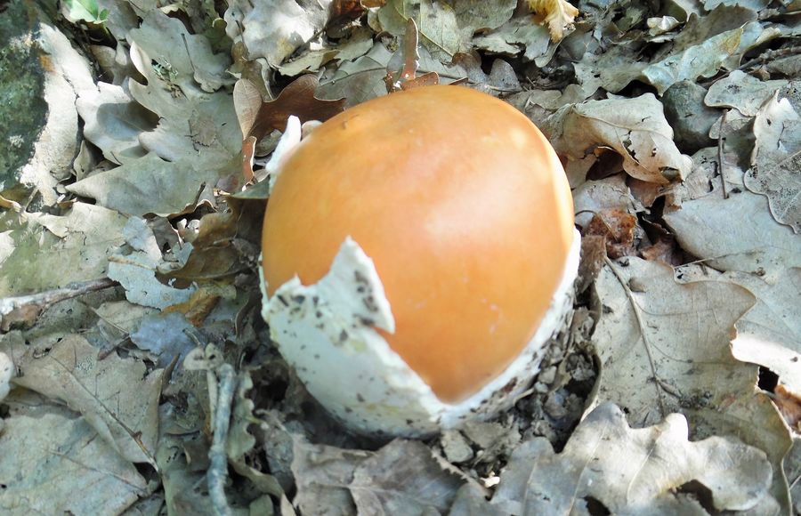 Champignons aux œufs