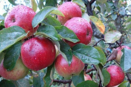 Apfelbaum Antey