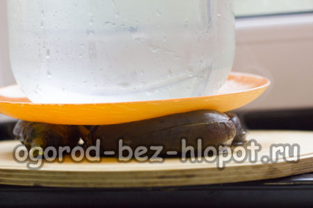 Mettez les aubergines sous la presse