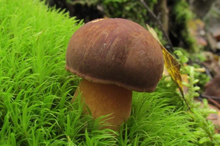 Polish mushroom