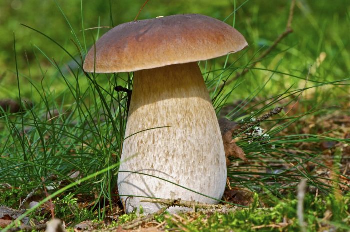 Champignon blanc