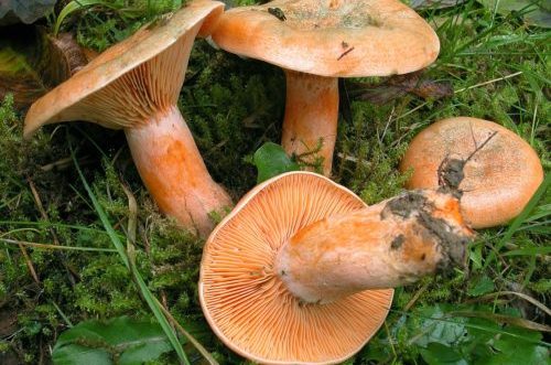 Pfifferlinge