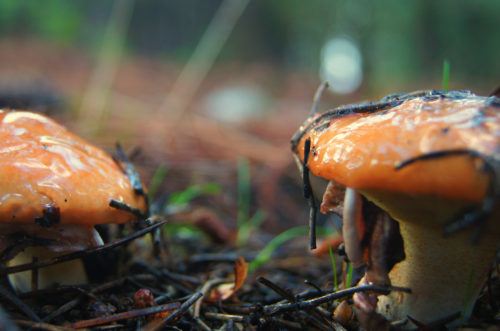 Pfifferlinge