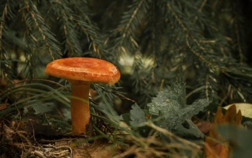 Vertriebsgebiet von Safran-Milchkapseln
