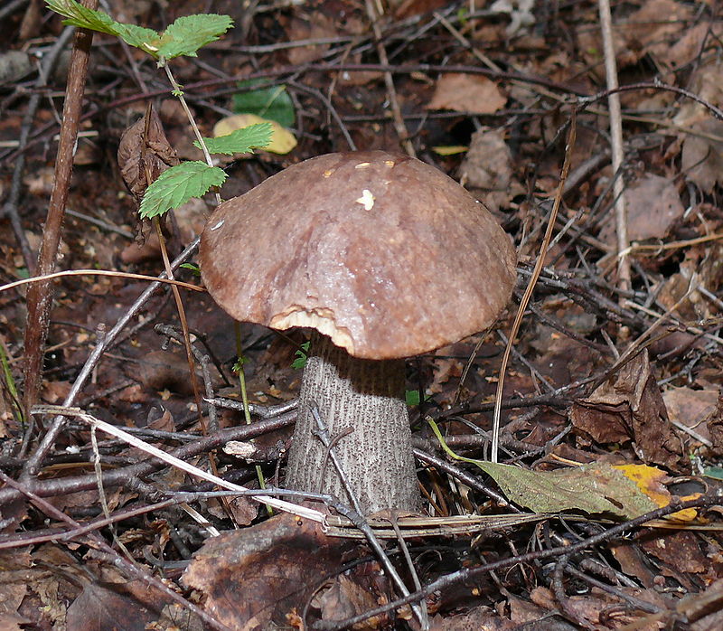 Fungo di betulla comune