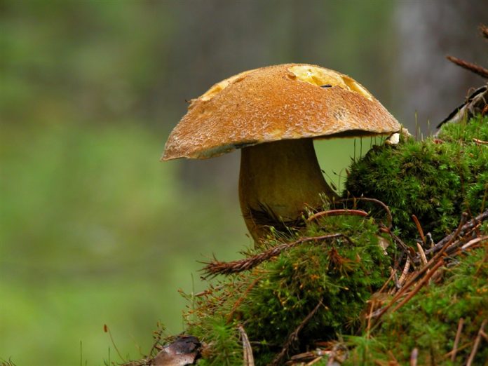 Steinpilz