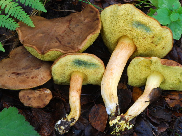 Steinpilz