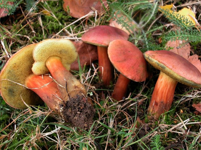 Roter Steinpilz