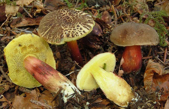 Buntsteinpilz