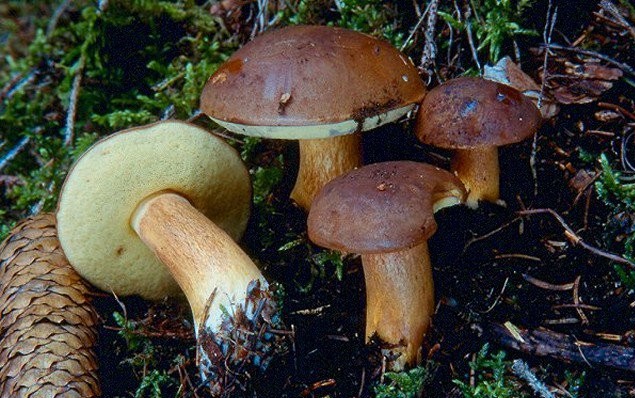 Polnischer Pilz