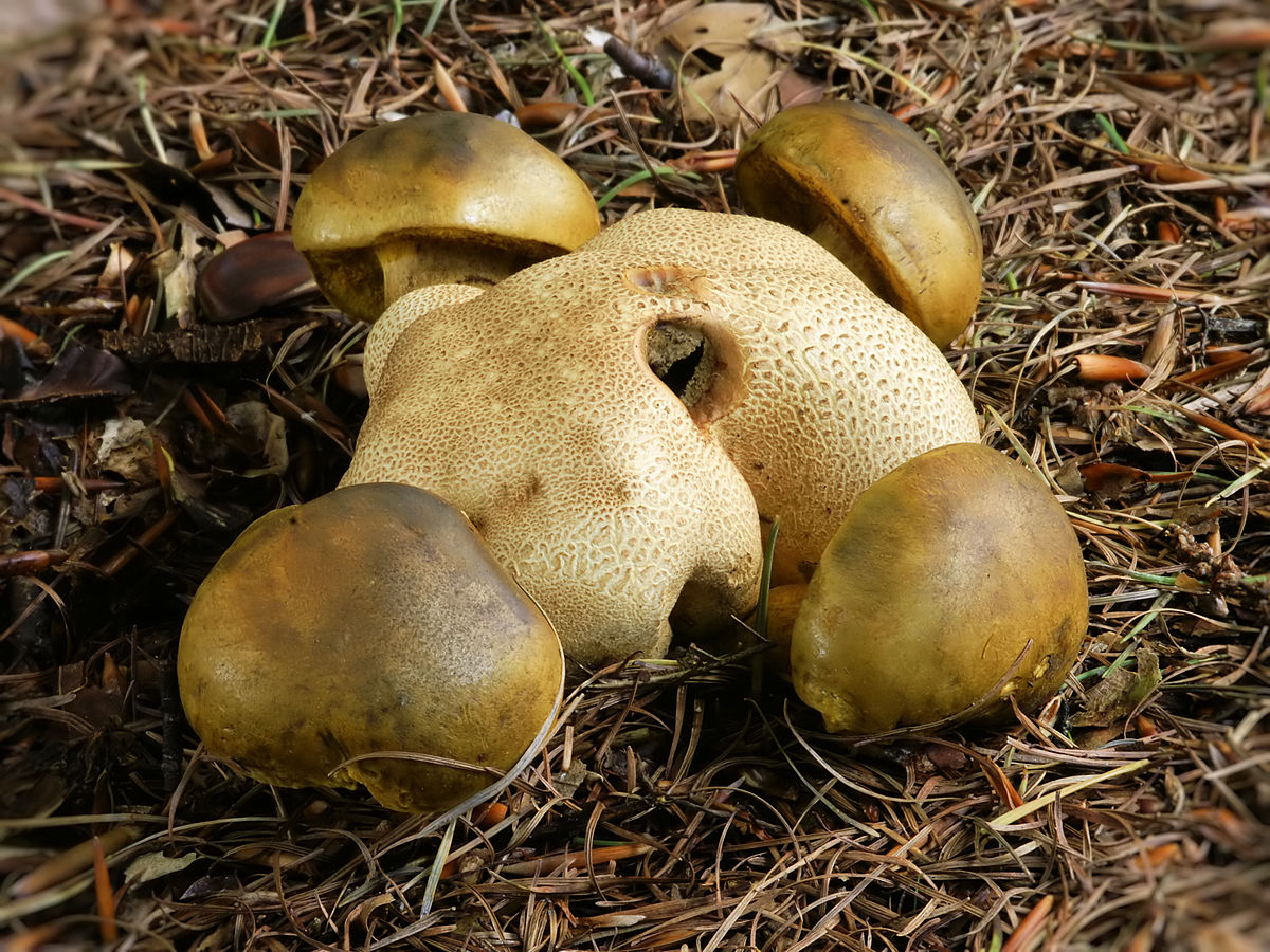 Parasitäres Schwungrad