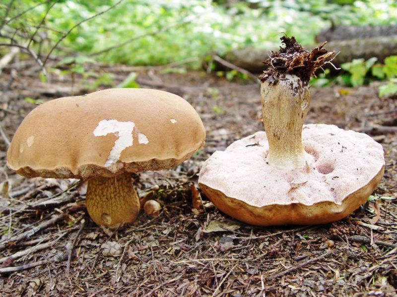 Gallpilz