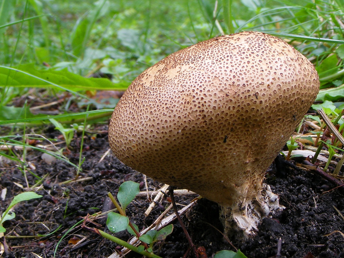 Warziger Stäubling