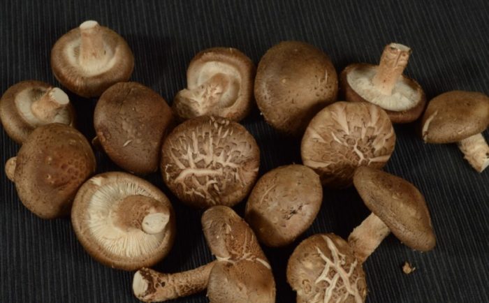 Shiitake