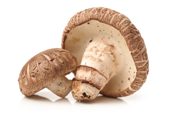 Shiitake