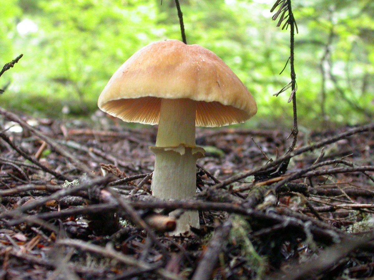 Champignon à chapeau annulaire