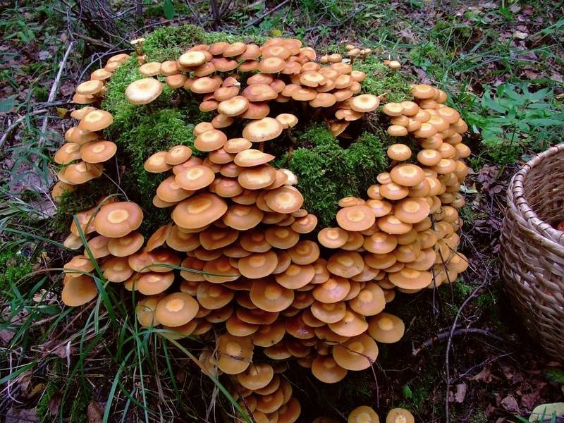 funghi chiodini