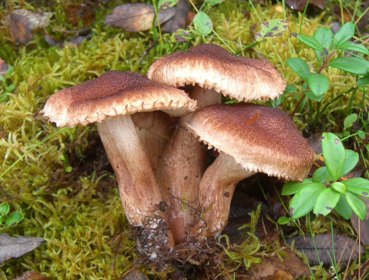 Sorbier barbu
