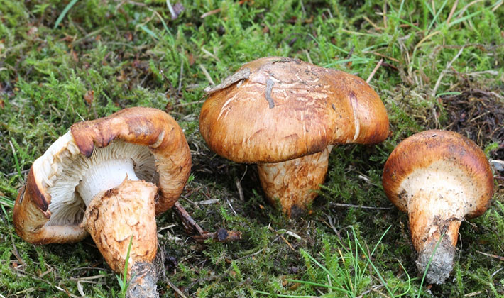 Ryadovka acumenia