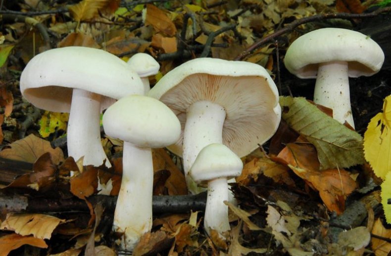 sorbier blanc