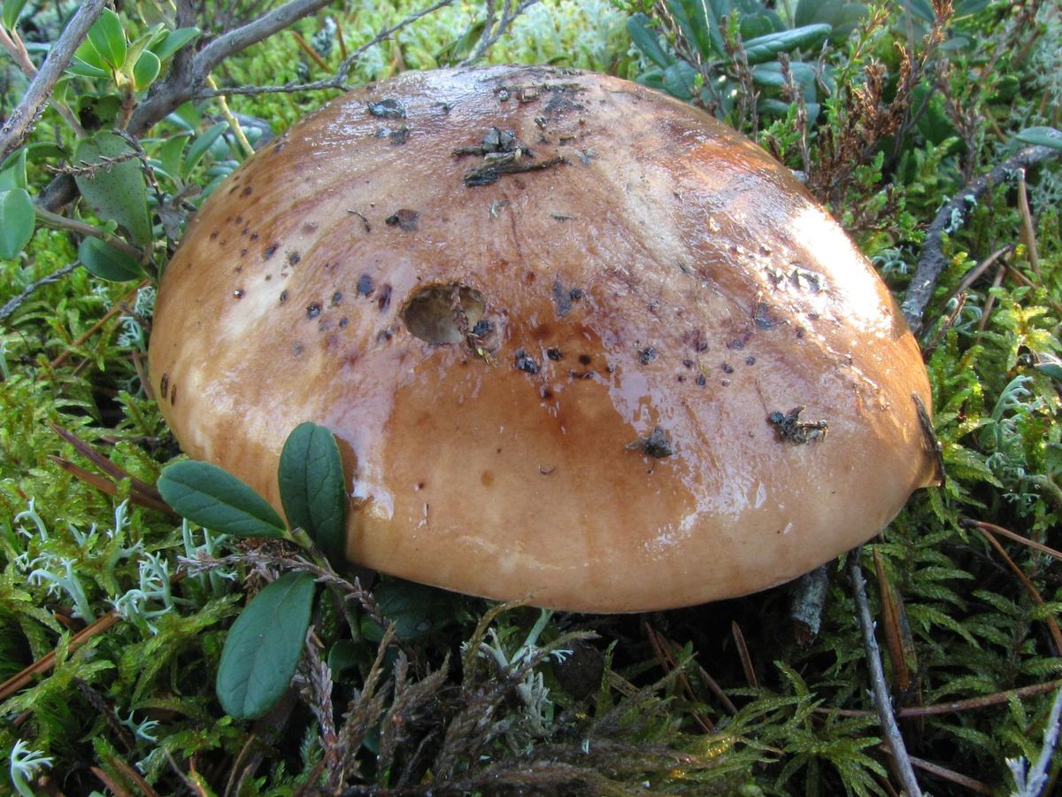 Sorbier tacheté