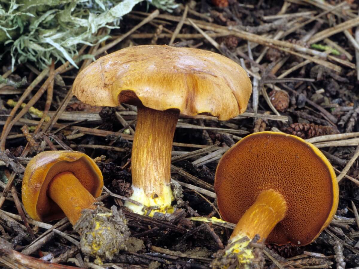 Fungo peperone
