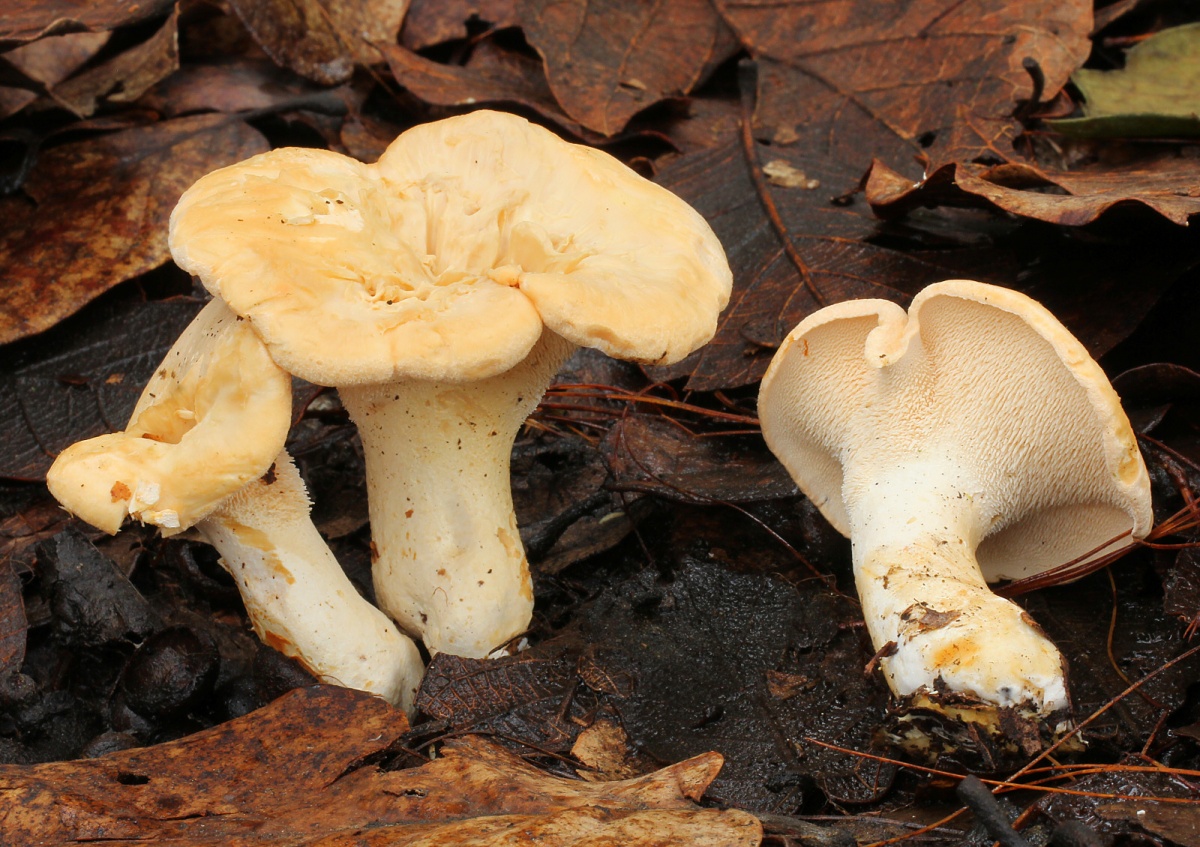 champignon hérisson jaune