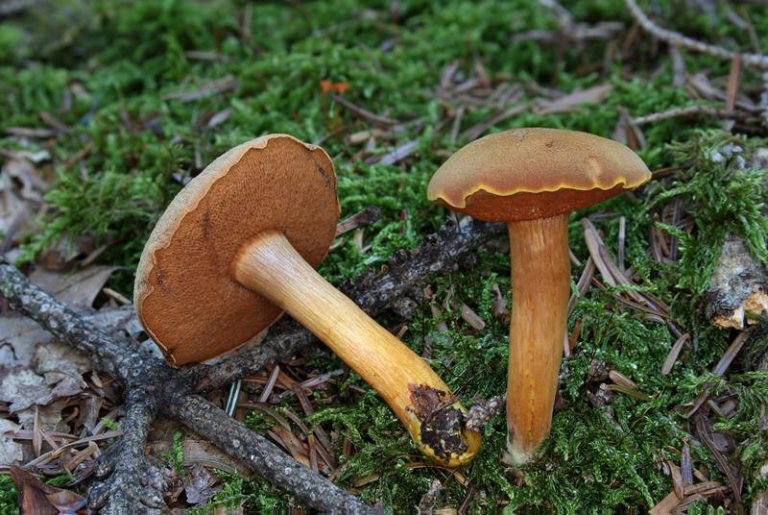 Pfeffersteinpilz