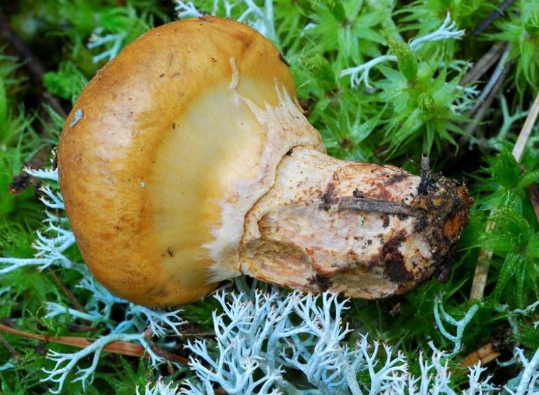 Gelblicher Butterpilz