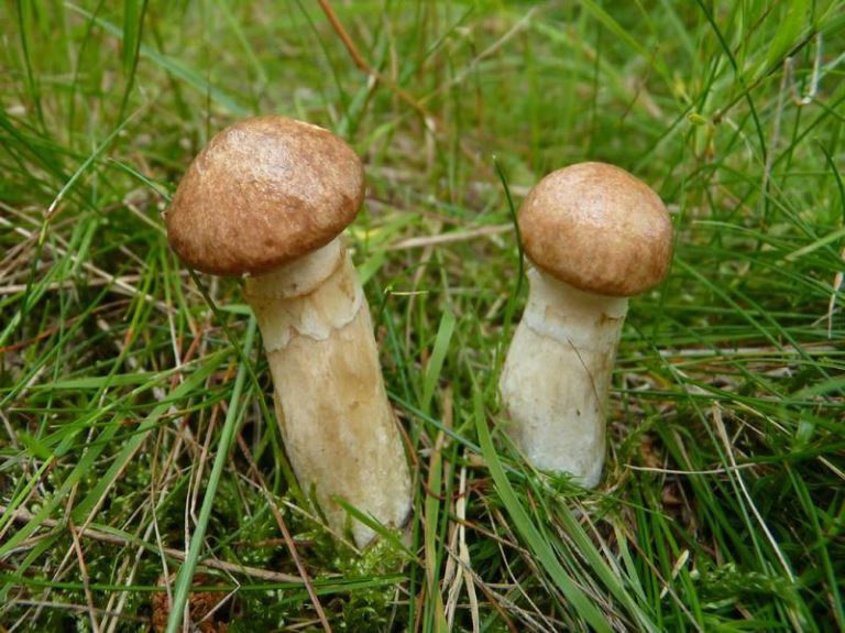 Schwefelbutterschale