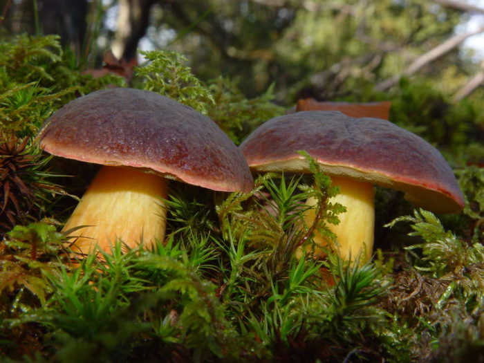 Polish mushroom