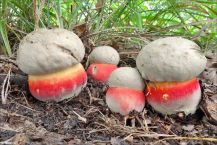 champignon satanique