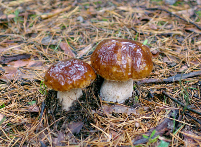 Champignon blanc