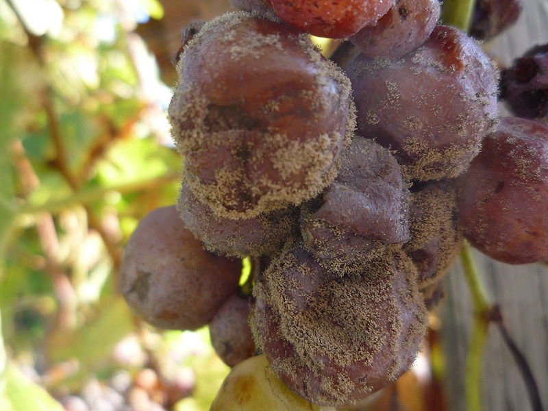 Botrytis cinerea sur les baies de raisin