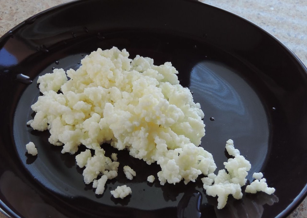 Milchpilz