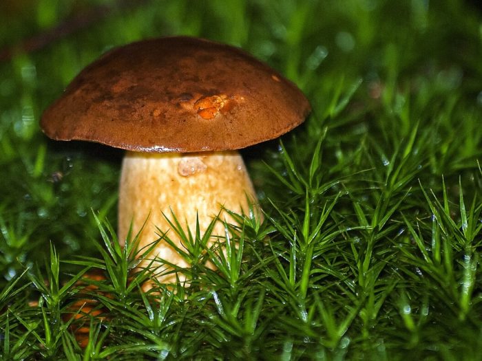 Champignon blanc
